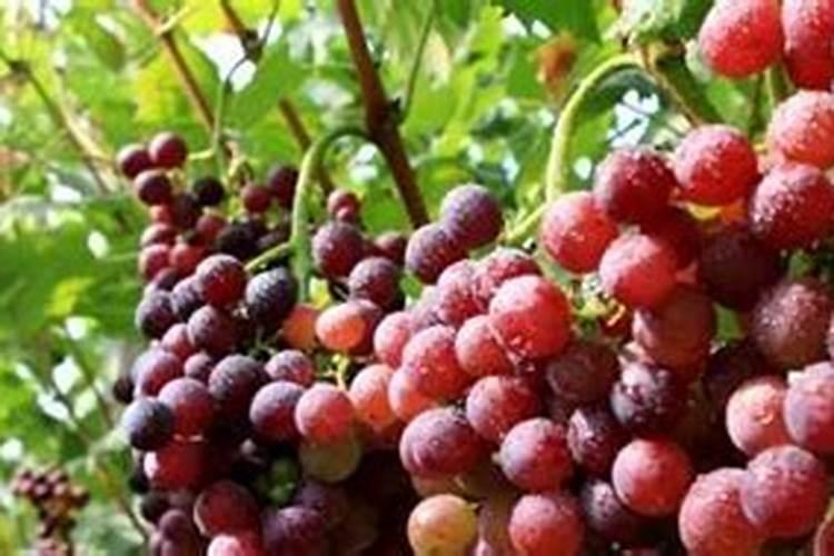 第一年葡萄小苗施什么肥