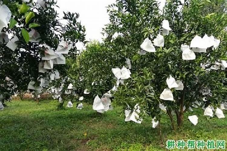 柑橘预防太阳果最好的调节剂