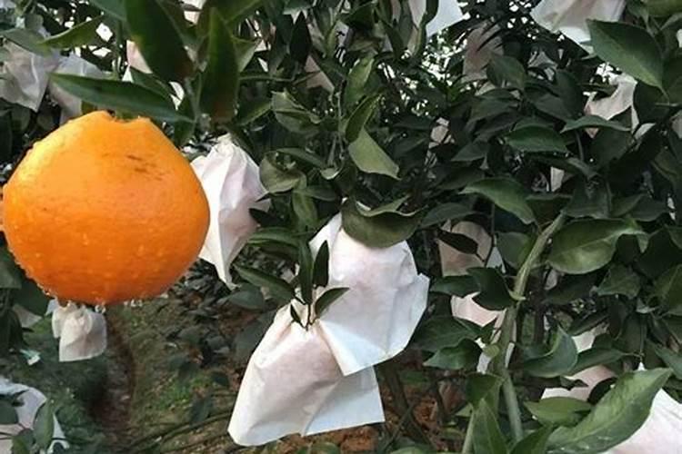 提高柑橘树坐果率的措施有哪些？