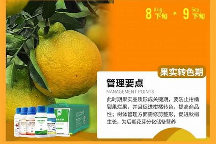 柑橘防日晒果用什么药