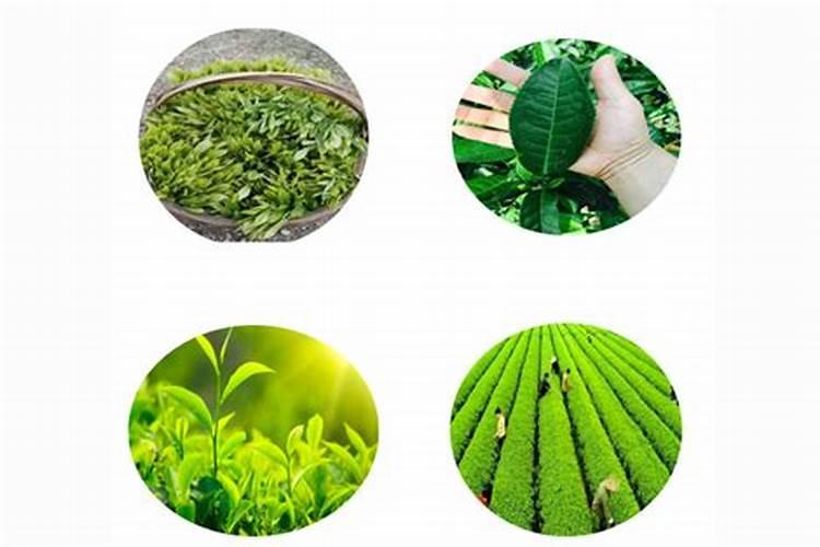 流体硼茶叶什么用最好？