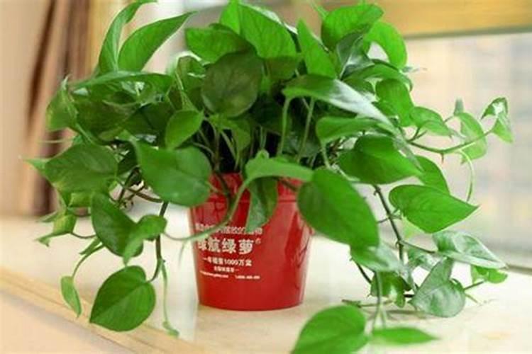 开春大蒜冲施用什么肥料好？