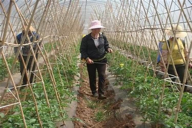 植物得了炭疽病能喷叶面肥吗有毒吗