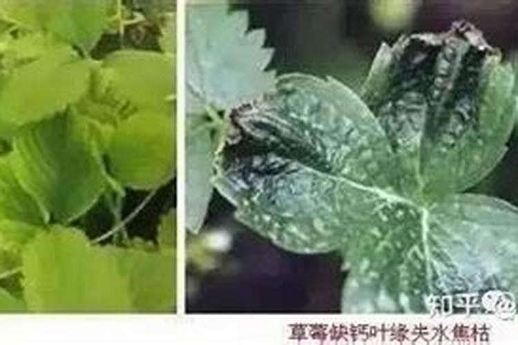 钙肥植物缺钙的表现