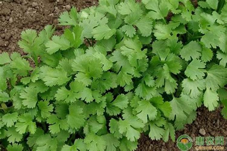香菜喷什么叶面肥又黑又亮？