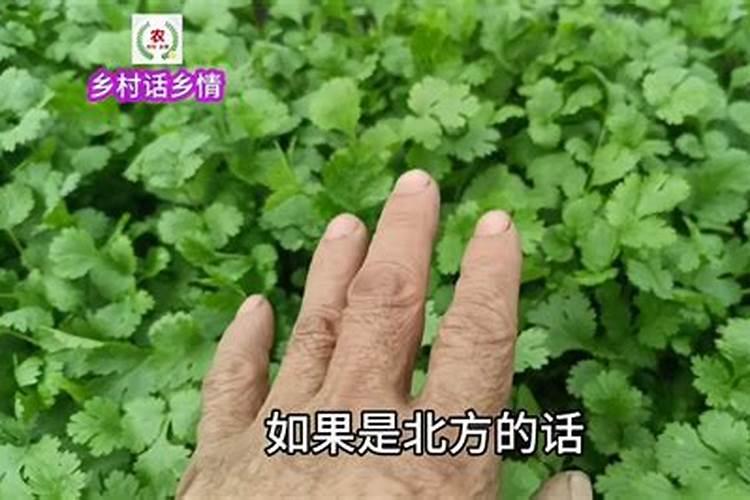 怎么能让香菜快速变绿发亮？生长的更好一些