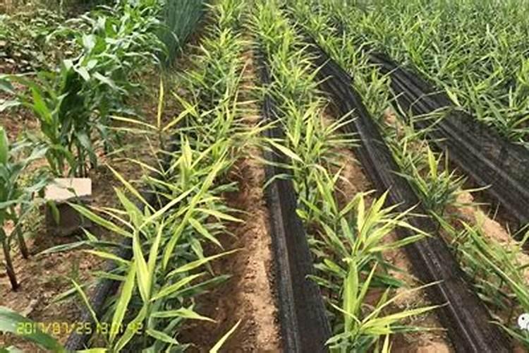 生姜种植什么时候需要施钙肥