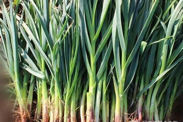 蒜苗叶子发黄施什么肥料 蒜苗发黄怎么办