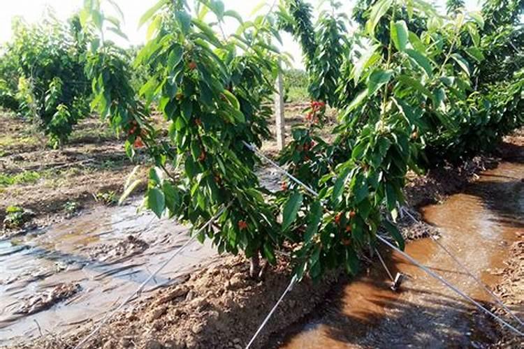 水溶肥果树灌根正确方法