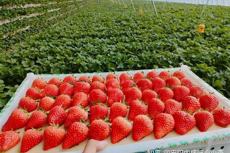 苹果树夏季什么时候施肥？