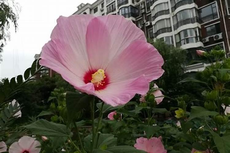 秋葵结果期需要什么肥？