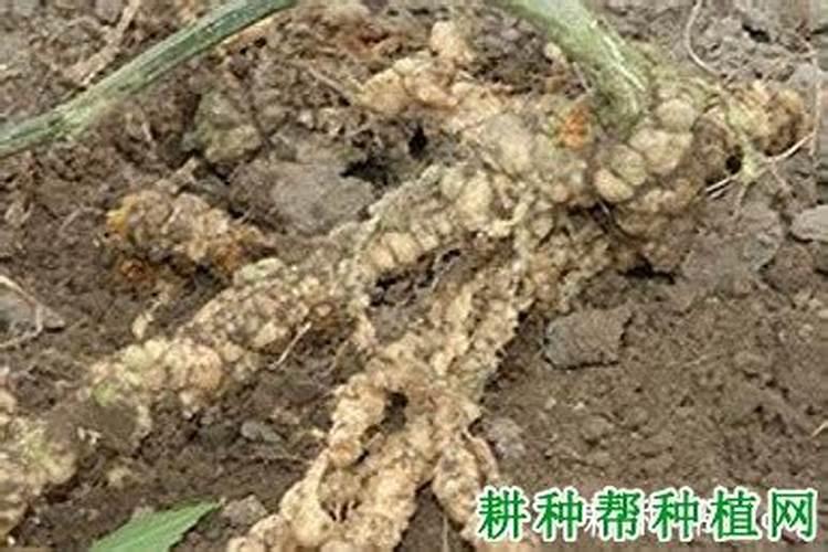 波尔多液最佳搭配