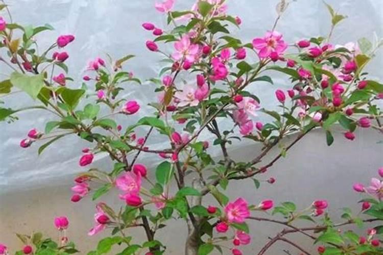 怎样给海棠施氮肥