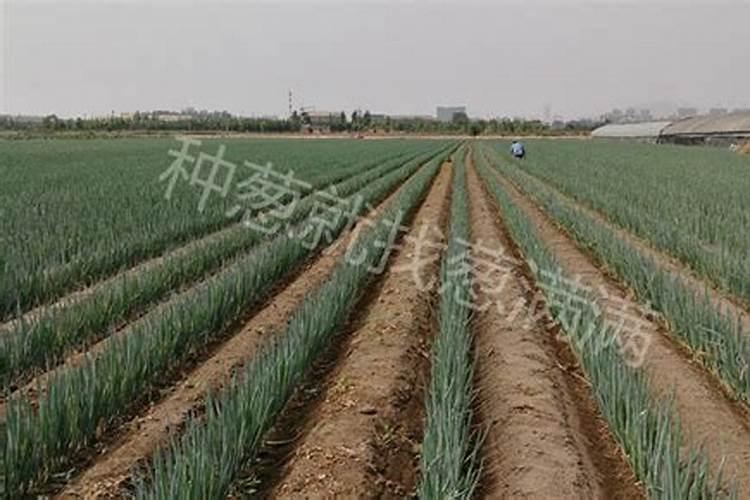 大葱高产管理措施!大葱后期施什么肥料好？