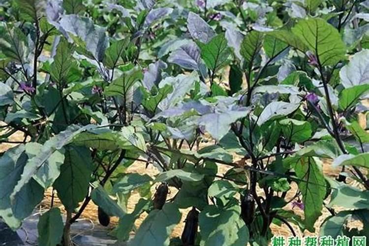 十斤茄子方多少红糖