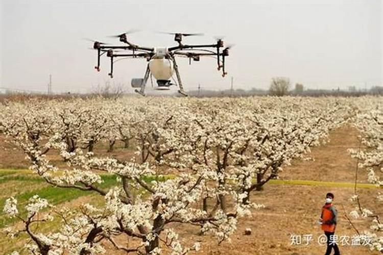 小麦发黄死苗如何防治,一亩小麦用多少芸苔素