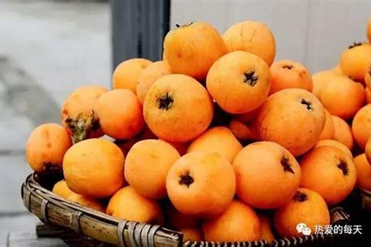 种植枇杷需要掌握的施肥技巧有哪些 枇杷怎么施肥