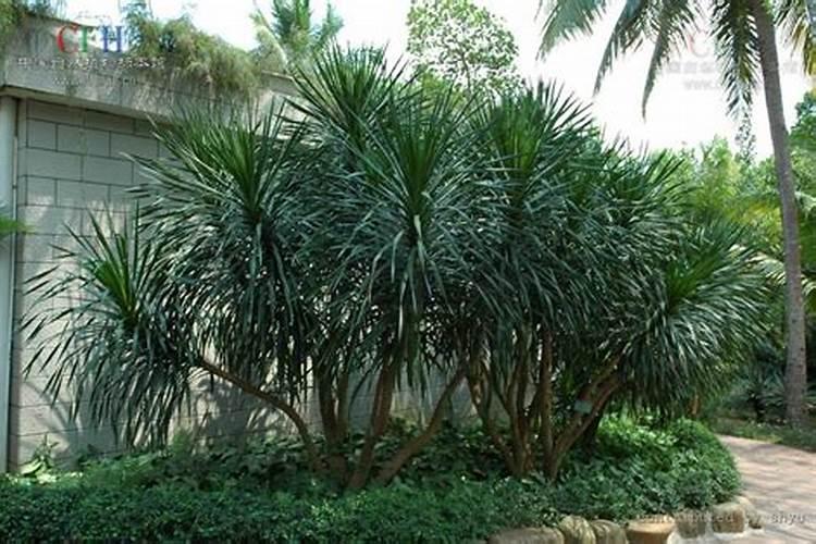 龙血树如何施肥