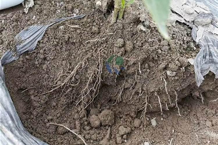 济南婚礼策划 户外草坪婚礼是你不可错过的首选