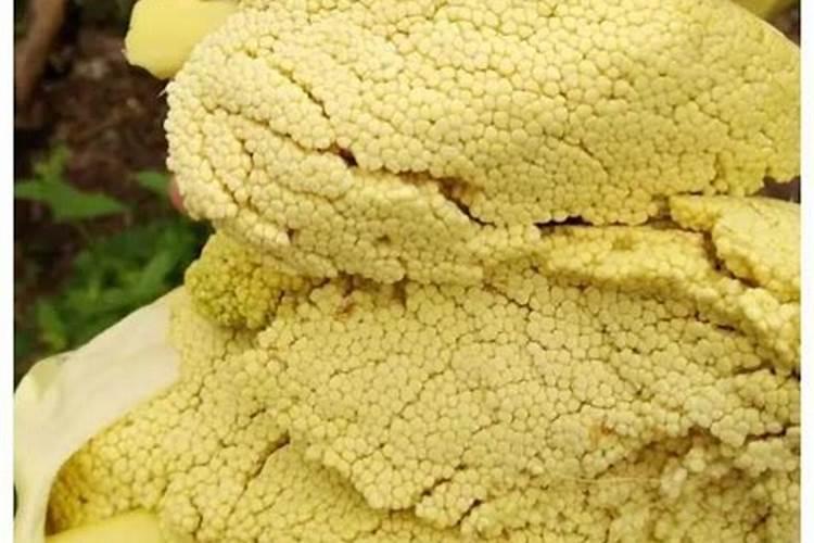 给玉米补充钾素有助于促进玉米生长吗？有什么依据？