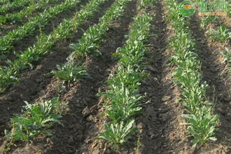 板蓝根种植技术是什么