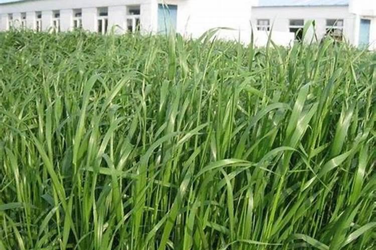 种植牧草需要哪些条件呢 种植牧草需要什么条件