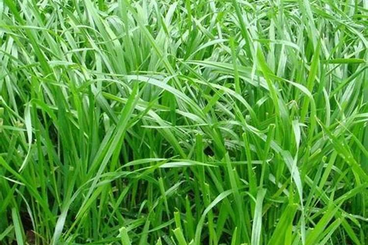 黑麦草种子怎么种植(介绍黑麦草的种植季节)