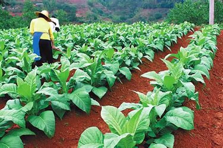 烟草专用肥厂家批发？烤烟用那种肥料效果好？促花保果抗病肥调色师!