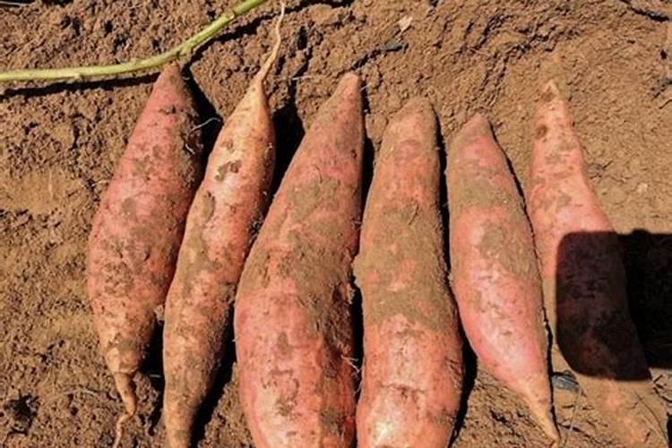 红薯种植条件
