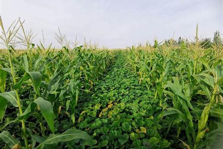 种植红薯的技巧
