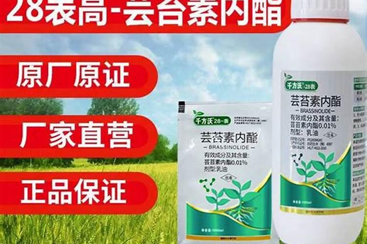 芸苔素内酯在水稻上用量