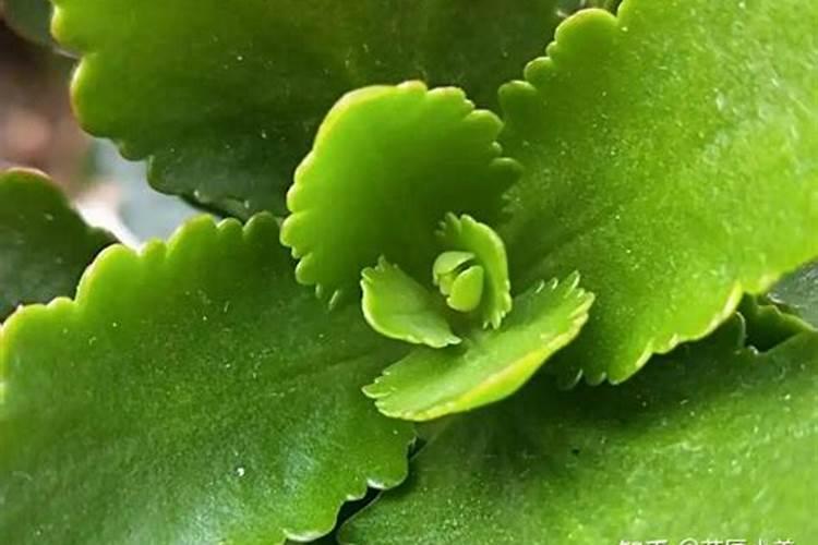 长寿花不长花骨朵怎么补救