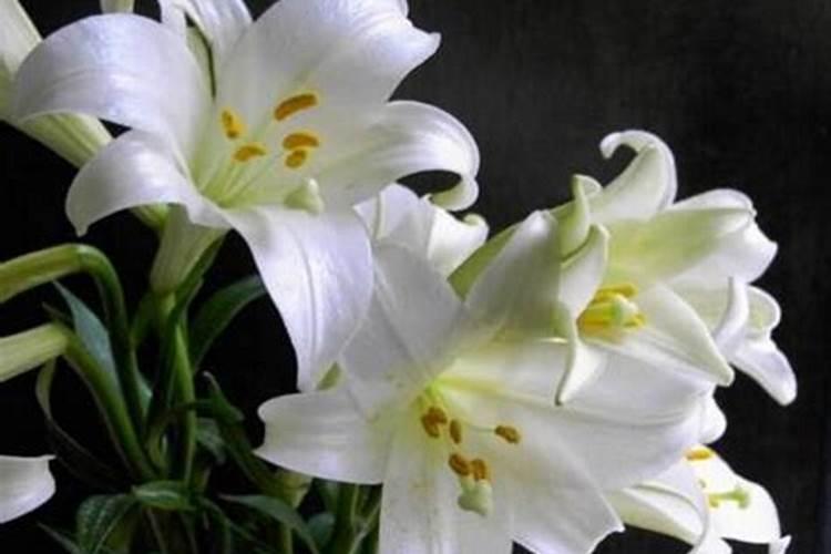 盆栽百合花施什么肥好,百合花怎么施肥/施用氮肥