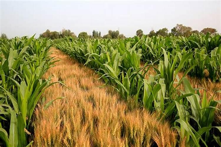 玉米苗打什么营养药呢？