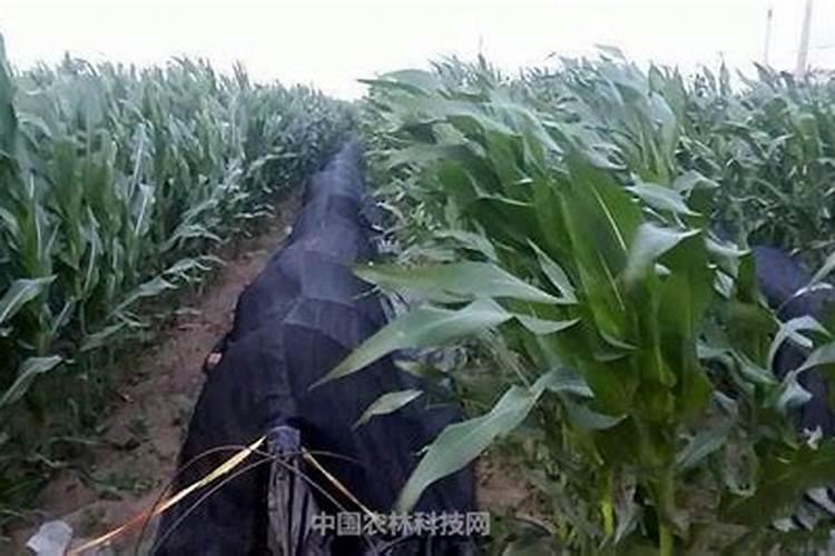 玉米打什么叶面肥增产