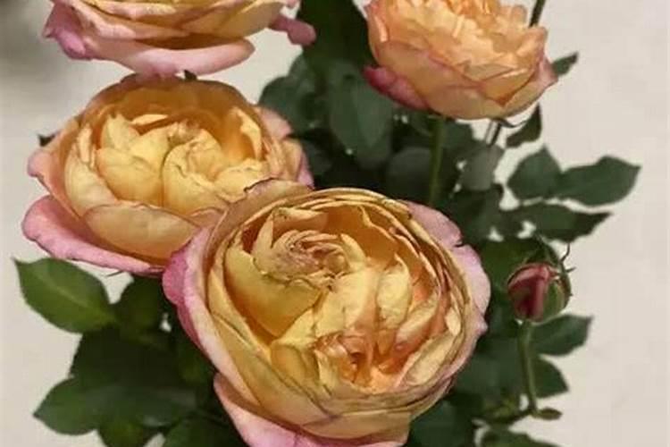 谁有生活小常识