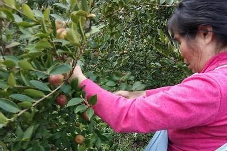 给茶树施什么肥