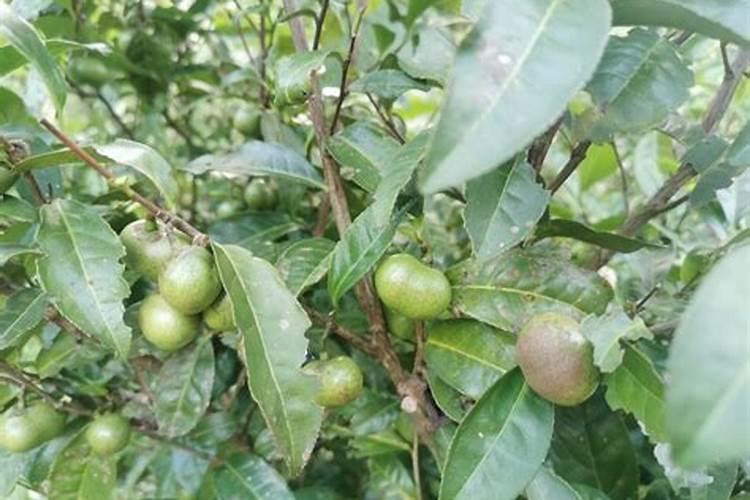 茶籽树的种植与管理