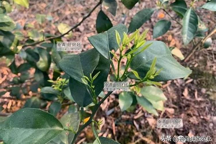 小金桔叶子发霉了怎么办 小金桔怎样养护长得旺盛