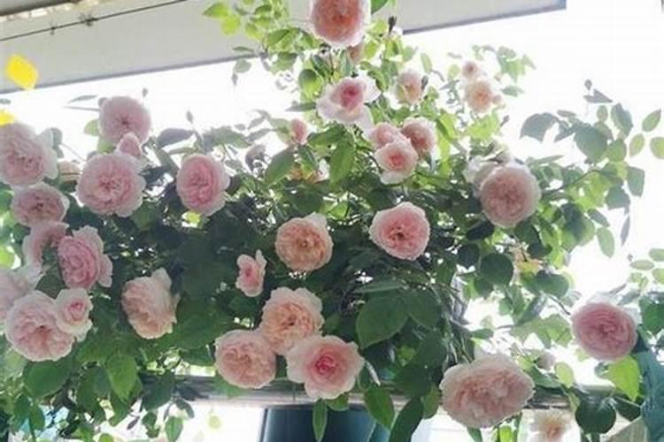 月季开花时能施肥吗 月季开花时能不能施肥