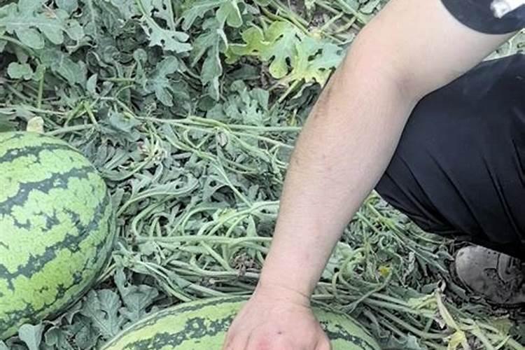 猕猴桃到底用啥牌子的肥料好