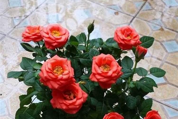 迷你玫瑰的养殖方法和注意事项