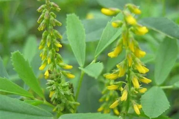 白花草木樨的栽培技术