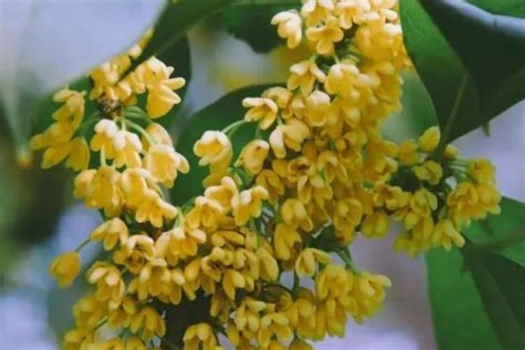 木樨和桂花一样吗