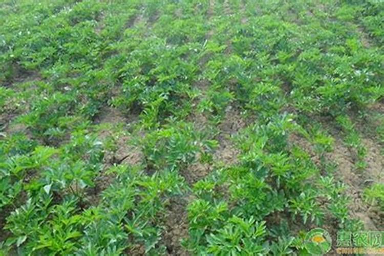 中药材用什么肥料可以提高品质？中药材生根肥料什么时候用？