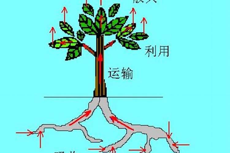 氮钾肥的用量对镁有哪些影响？