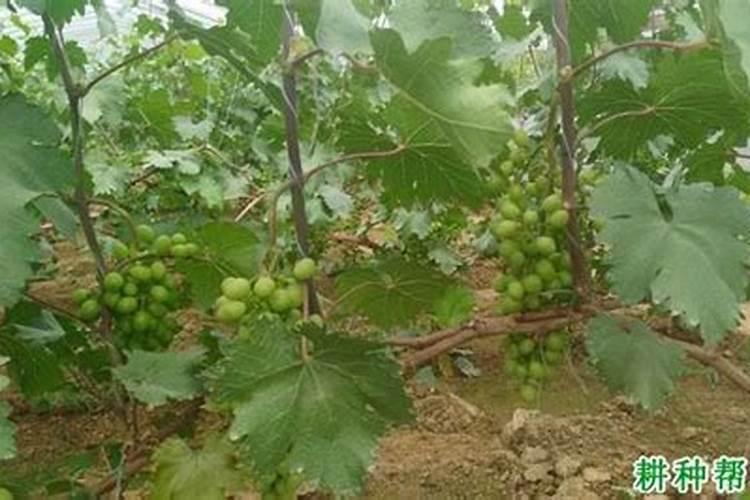 葡萄种植需要施什么肥料