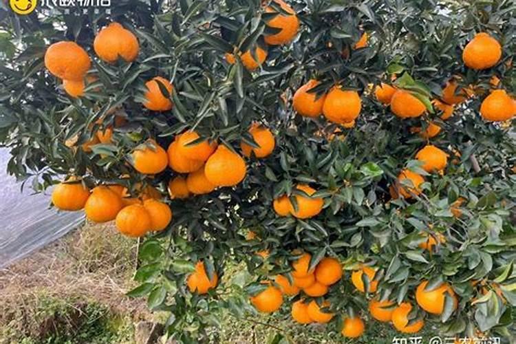 不知火丑橘的养殖方法