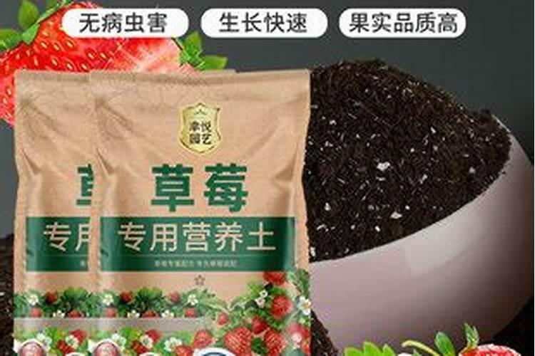 草莓根系不发达怎么办？