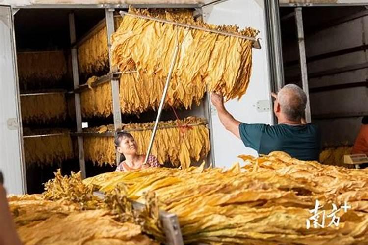 种植烟草用什么肥料？烟叶喷什么叶面肥最好？